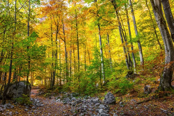 Path Forest Lush Wilting Nature Slovenia Logarska Valley Magnificent Golden — Stockfoto