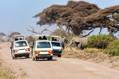Wild animals are freely available. Herd of wild elephants grazes at the foot of Mount Kilimanjaro. Magical journey to Africa. Kenya. Amboseli. Car adventure for avid tourists 