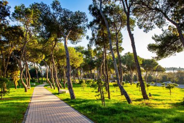 Picturesque paths among the pines, bent by the sea wind. Magnificent green park in the seaside village of Caesarea. The winter sun cast long shadows on the grass. Israel, warm January day