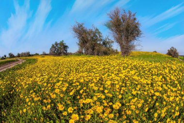 İsrail 'deki Negev Çölü' nün bahar çiçekleri. Parlak güney güneşinde çiçek açan papatyalar. Mavi gökyüzü ve ışık bulutları. Muhteşem çiçek açan bahar. 