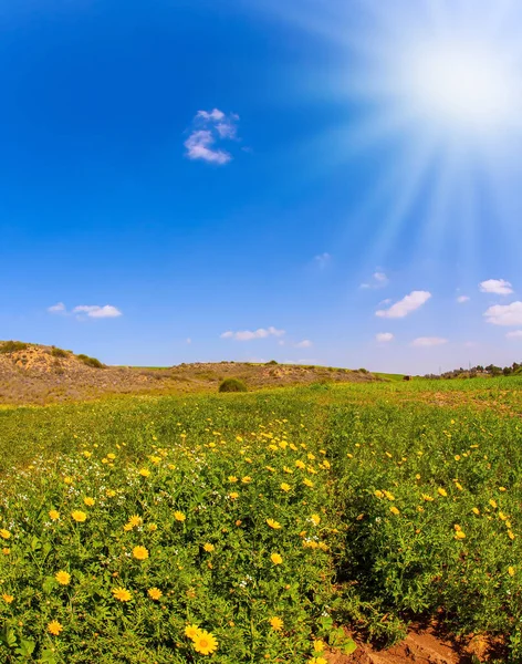 Spring Bloom Negev Desert Israel Magnificent Blooming Spring Field Blooming — стоковое фото