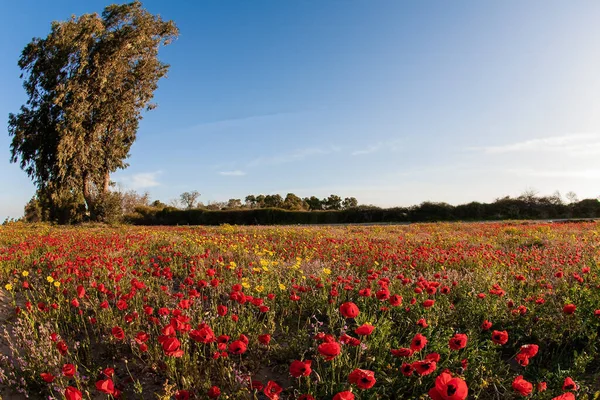 Spring Bloom Negev Desert Israel Fields Flowers Bright Southern Sun — Fotografia de Stock