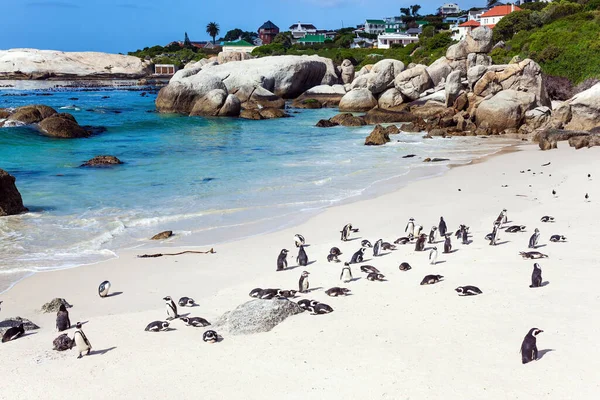 Sandbank Dużymi Skałami Glonami Nielatający Ptak Spektakularny Pingwin Malowniczy Obszar — Zdjęcie stockowe