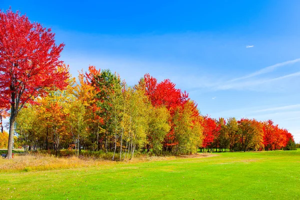 Lush Autumn Red Gold Tree Crowns Green Yellow Grass Road — Stock Photo, Image