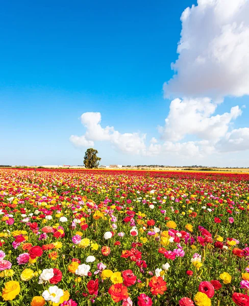 Multi Colored Garden Buttercups Ranunculus Bloom Fields Southern Israel Picturesque — Φωτογραφία Αρχείου
