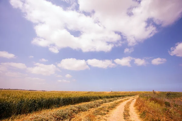Field Southern Israel Field Spring Harvest Dirt Path Goes Yellowed — Stockfoto