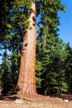 Redwood. Sequoia is a tree of the Cypress family. Sequoia Park in California, USA. The natural range of the genus is the Pacific coast of North America. Travel to America. 