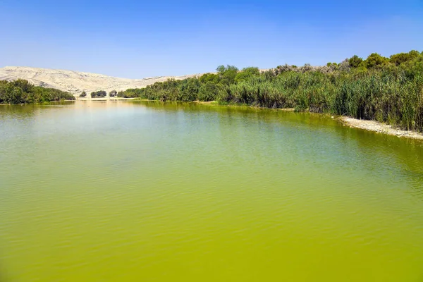 An artificial small lake in a city park. A city in the Arava desert Yeruham. Israel