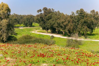 Green carpet of spring grass and swollen buds on trees. Kibbutz Beeri in the south of the country, on the border with the Gaza Strip. Red anemones are great in the grass. Scenic dirt road runs through the forest. 