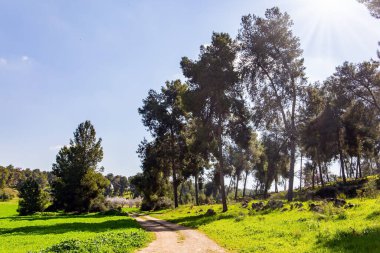 Wide dirt road crosses a flowering meadow. Warm sunny february day. Israel. Spring green world. Tall slender pines grow in the meadow