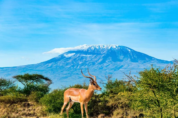 The springbok in Amboseli park. Travel to exotic Africa. The famous snow-capped Mount Kilimanjaro. Magnificent wild animals of the African savannah.