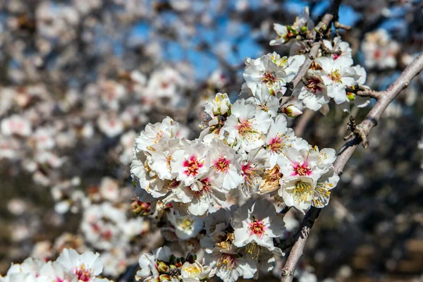 Blooming Almond Branch Early Spring Israel Middle East Wonderful Jewish — Stock Photo, Image