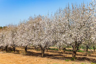 White terry flowers of an almond tree with a gentle - pink core. Beautiful spring day in the