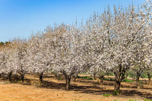 White terry flowers of an almond tree with a gentle - pink core. Beautiful spring day in the