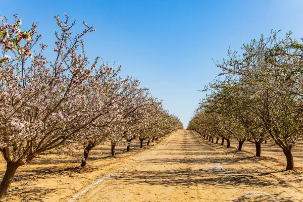 Bosquet Amandiers Fleurs Des Rangées Arbres Lisses Sur Terre Rouge — Photo