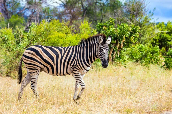 Exotic Journey South Africa Zebra Graze Yellow Bushes Animals Live — Photo