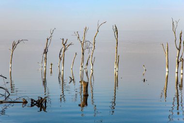 Lake Nakuru National Park in central Kenya in East Africa. Sunrise. Gentle sunlight illuminates the half-flooded trees. Journey to the exotic country of Kenya. East African Rift Valley