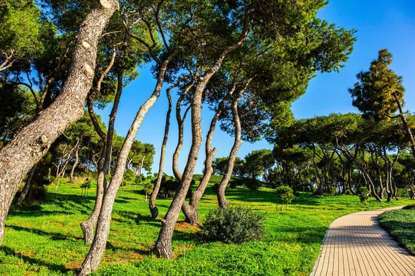 Trees Bent Sea Wind Green Park Seaside Village Caesarea Winter — Stock Photo, Image
