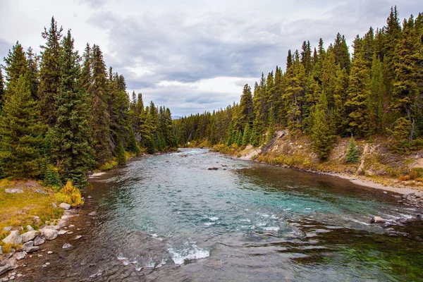 Canadian Rockies. Province of Alberta. Autumn travel to Canada. Cloudy day on a mountain river. Seething mountain river in the coniferous forest