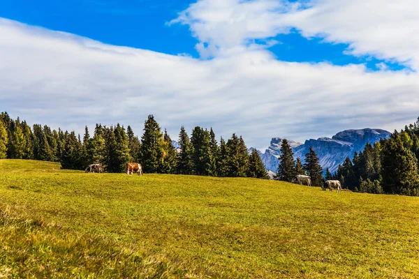 Beautiful Sunny Day Hiking Taking Photos Indian Summer Dolomites Plump — Fotografia de Stock