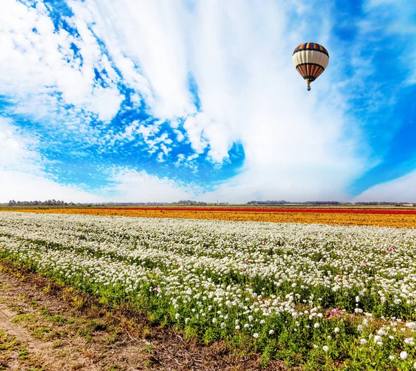 Huge floral carpet of fresh flowers. Big multi-colored balloon flies over a flower field of large buttercups - ranunculus. The magnificent nature of Israel. The southern Israel.