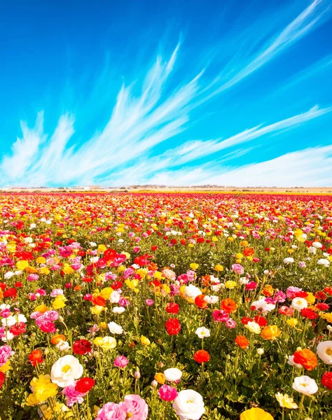 Magnificent Nature Israel Large Multicolored Ranunculus Buttercups Bloom Fields Southern — Stok fotoğraf