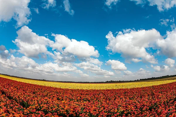 Spring came. Carpet of magnificent large multi-colored garden buttercups. Blue sky and white fluffy clouds. Kibbutz fields of garden buttercups are ready for harvest. Israel, spring sunny warm April day
