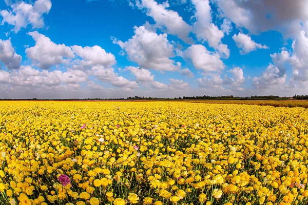 Carpet of magnificent large yellow garden buttercups. Blue sky and white fluffy clouds. Kibbutz fields of garden buttercups are ready for harvest. Israel, sunny warm April day