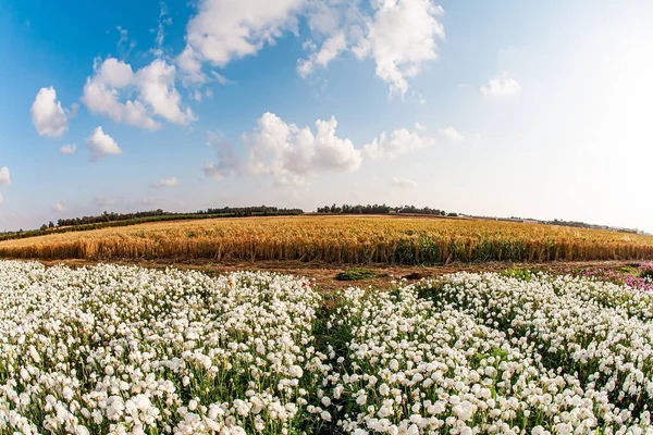 Gorgeous Yellow White Flowers Blue Sky Fluffy Clouds Israel Spring — Photo