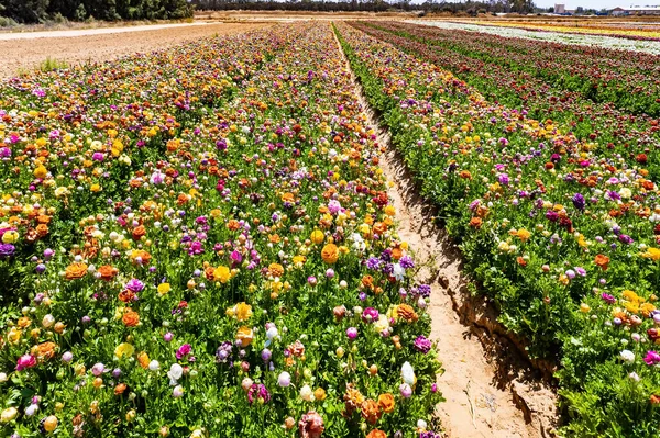 Gorgeous striped flower field. Garden multi-colored buttercups bloomed on the kibbutz field. Spring in Israel. Warm April day. Spectacular photos taken by drone.
