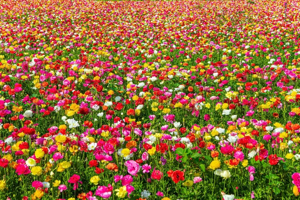 Floral Carpet Israeli Kibbutz South Country Border Israel Gaza Strip — Stok fotoğraf