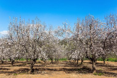 Picturesque alley of flowering almond trees. Light white clouds in the blue sky. Israel. Spring day in February. Morning walk in blooming almond grove. Magnificent almond blossom garden. 