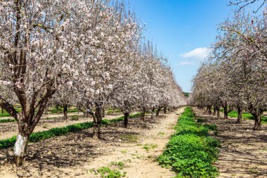 İsrail 'de ilkbahar başlarında. Badem ağaçlarının çiçek açtığı resim gibi bir sokak. Sıcak güneşli bir gün. Badem ağaçları baharda çiçek açar. Şubat 