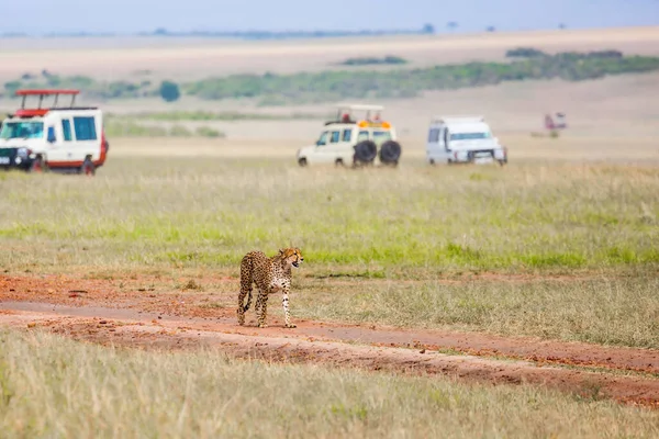 Gorgeous cheetah family. Predators walk freely on the car tracks  of the savannah. Kenya, Masai Mara Park. Jeep - safari in the African savannah. Concept of extreme tourism and photo tourism