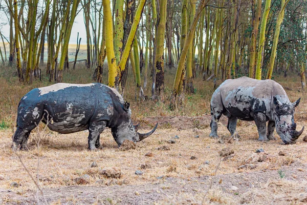 Neighborhood of Lake Nakuru. The black and white rhinoceros  is a resident of dry landscapes. Africa. Incredible trip to exotic Kenya. Pair of rhinos grazes among sparse dry vegetation.