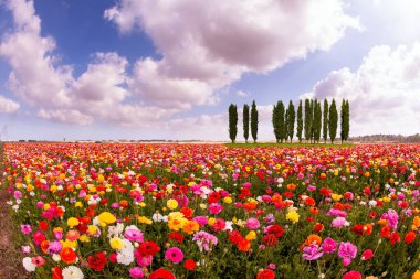 Multi-colored garden buttercups bloom in fields in southern Israel. The magnificent nature of Israel. Picturesque huge fields of flowers. Spring blue sky and light white clouds. 