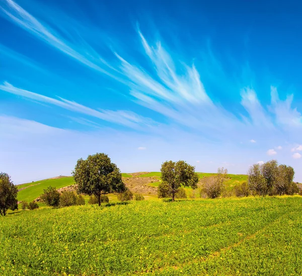 Blooming Negev Desert in early spring. Israel in bloom. Fields of spring flowers in the bright southern sun. Blue sky and light spring clouds. Magnificent spring.
