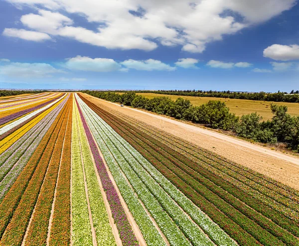 Gorgeous striped flower field. Southern Israel on the border with the Gaza Strip. Large garden buttercups bloomed on the kibbutz field. Warm April day. Spectacular photos taken by drone.