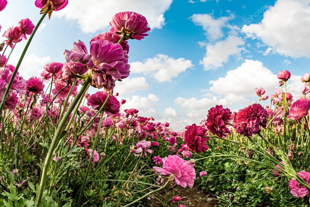 Gorgeous pink flowers photographed against a blue sky. White fluffy clouds. Israel, spring sunny day. The fields of garden buttercups are ready for harvest. Spring came.