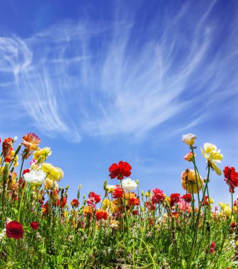 Spring in Israel. Cirrus clouds in the blue sky. Bright beautiful multi-colored garden buttercups grow in a kibbutz field. Wonderful trip for spring beauty. 