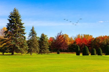 Flock of migratory birds flies to warm lands. Bright autumn landscape. The trees with green, yellow and yellow foliage. Gorgeous green mowed lawn. Canada. Neighborhoods of Montreal. 