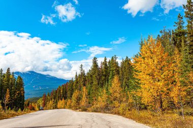 The famous highway in the Rocky Mountains connects Jasper and Banff parks. The Rocky Mountains of Canada are covered in autumn forests. Orange, yellow and red tree foliage