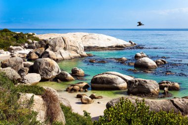 Sandbank with large rocks and algae. The flightless bird is a spectacled penguin. Scenic Penguin Conservation Area near Cape Town. South Africa. Travel to an Exotic Land. 