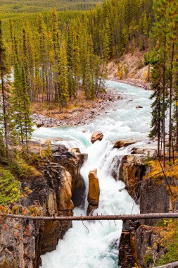 Small island in the middle of a stormy river. Cool autumn day. The magnificent waterfalls of Canada. Sunwapta River. Seething cold azure water of glacial origin. 