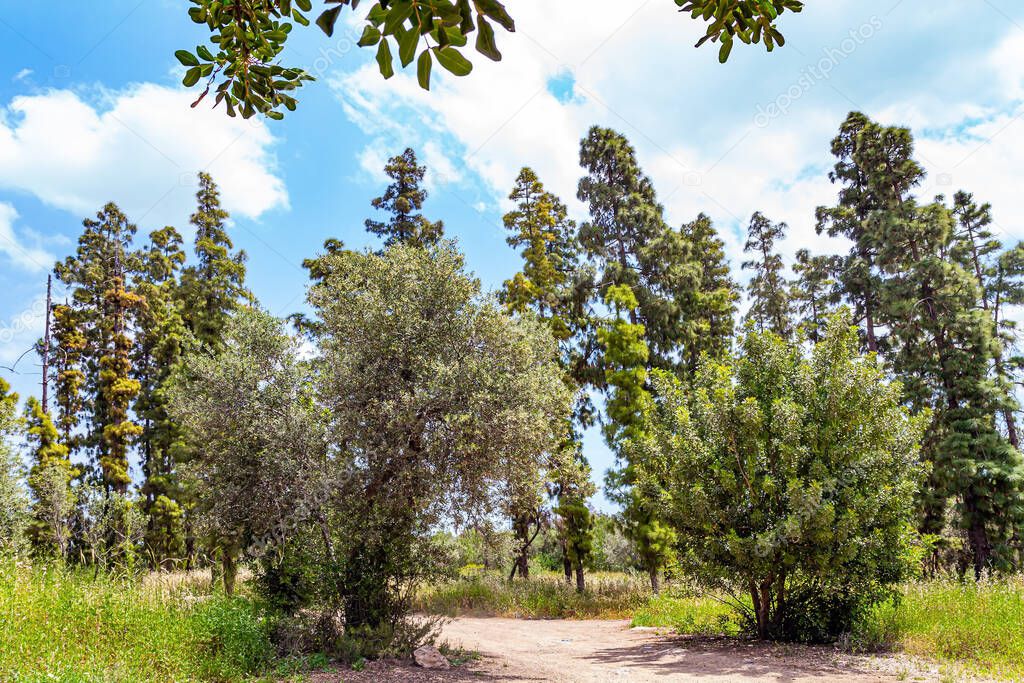The dirt road curves picturesquely among evergreen and deciduous trees. Light green fresh grass covers hills and plains. Beautiful day in early spring in Israel. 