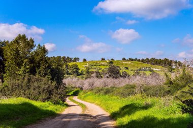 Badem ağacı bahçesinin kenarına. Geniş toprak yol çiçekli bir çayırı geçer. Sıcak güneşli bir gün. İsrail. 
