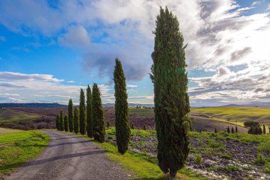 Kışın başında güneşli bir gün. Gün batımı. Toskana 'nın büyülü güzelliği. Tepenin zirvesine giden manzaralı toprak yol. Yol kenarında selvi ağaçları var.