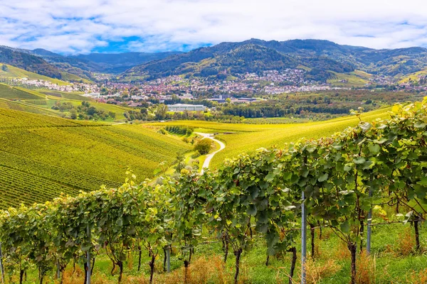 去德国葡萄酒产区旅行 秋天多云的一天 在莱茵河和摩泽尔山上平整成排的葡萄园 — 图库照片
