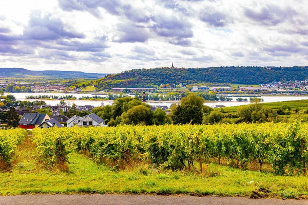 Vineyards in Germany. The picturesque vineyards in the Rhine hills await harvest. The autumn sun warms up a beautiful grape harvest.