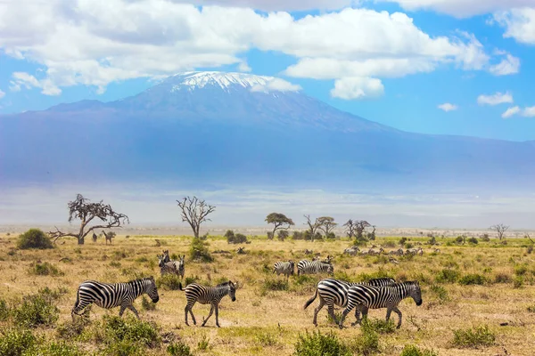 Large herd of zebras graze at the foot of Kilimanjaro. Trip to the Horn of Africa. Southeast Kenya, the Amboseli park. The African savannah. Amboseli is a biosphere reserve by UNESCO